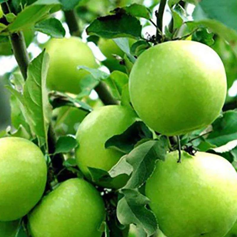 水果诗歌英文,水果诗原创