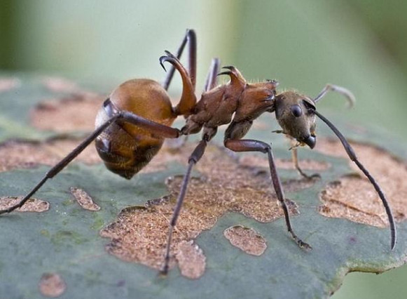 常见的蚂蚁图片,最常见的蚂蚁种类图片