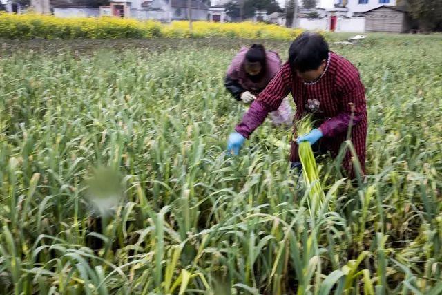 鍐滄潙钂滆柟鐐掕倝,鍐滃钂滆柟鐐掕倝