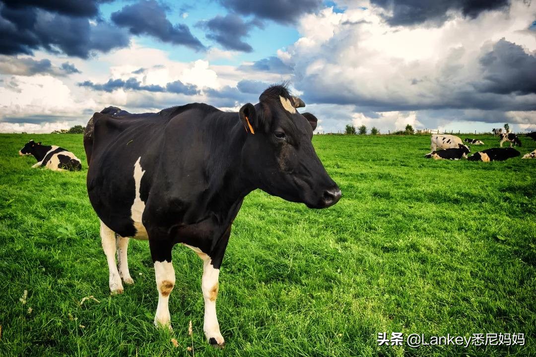 新西兰奶牛养殖户工资,新西兰奶牛能养活多少人