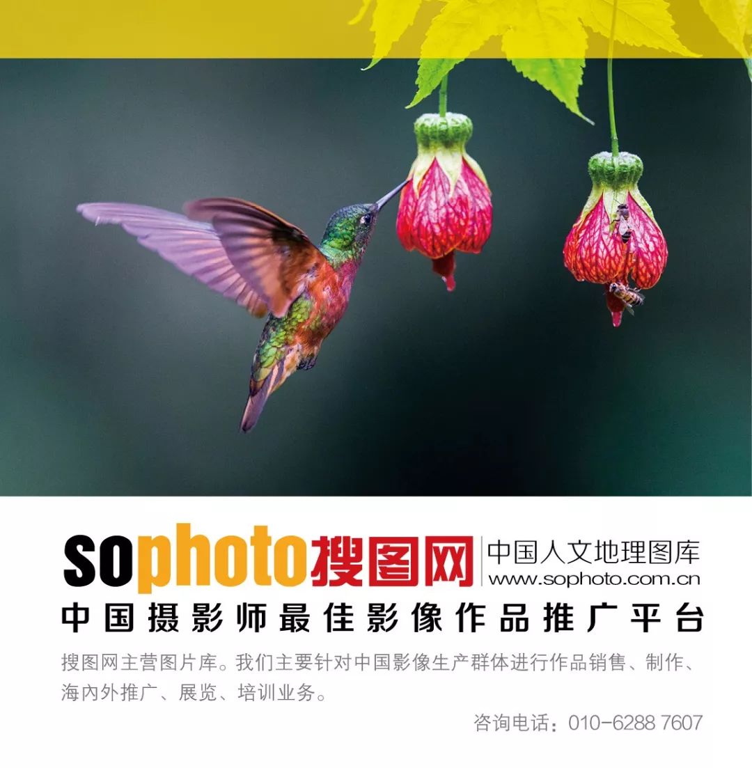 摄影彩色蘑菇,摄影师拍摄迷你蘑菇