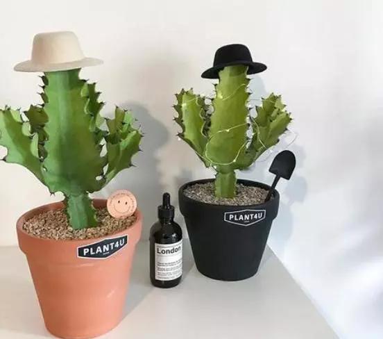 不易生病好养的多肉植物,盘点十大常见多肉植物