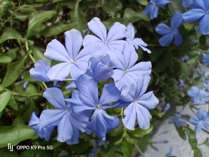 oppok9pro不支持双5g,oppok9pro入手后真实评价