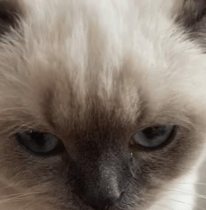 煤老板爆红完整版,煤老板ins