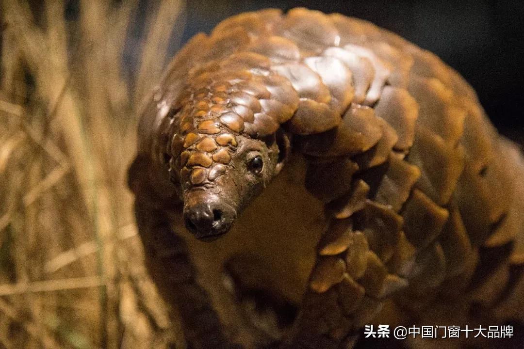 李时珍未解之谜,李时珍历史记载