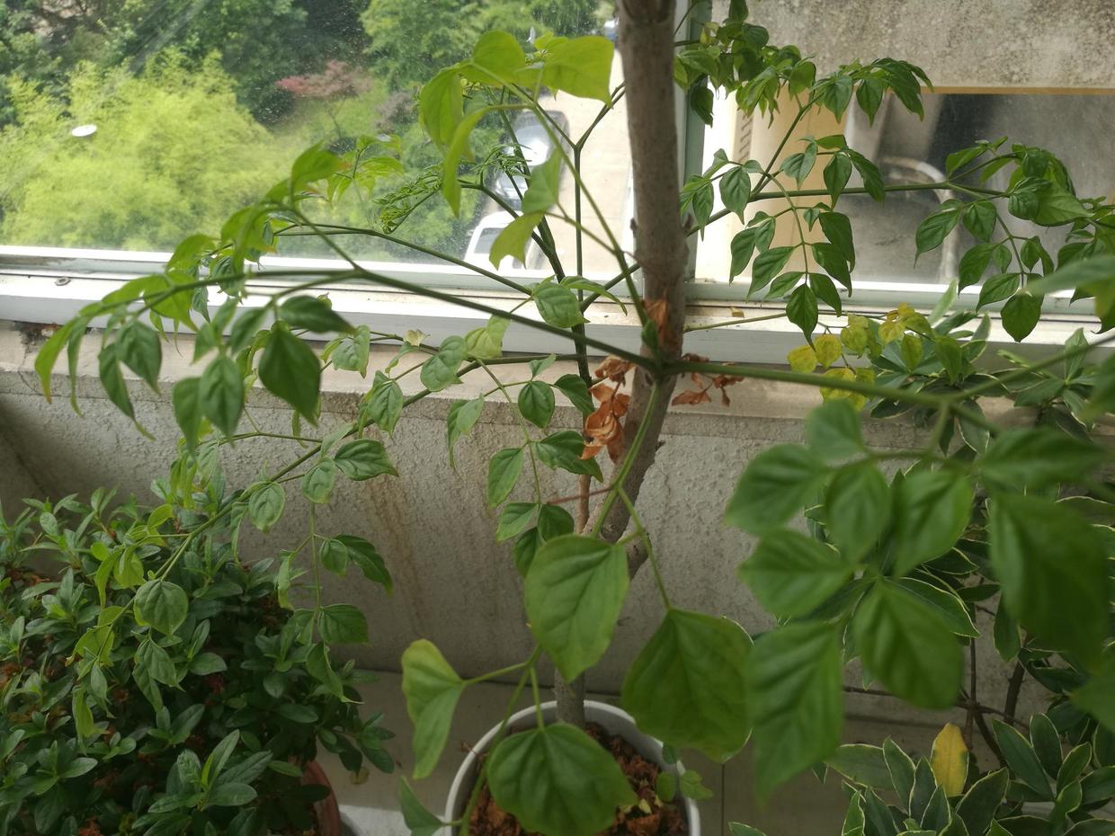 幸福树叶子发黄干枯落叶怎么补救,幸福树叶子发黄耷拉没精神怎么办