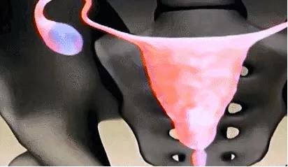 18张动图揭秘，你不是游得最快的那一个精子