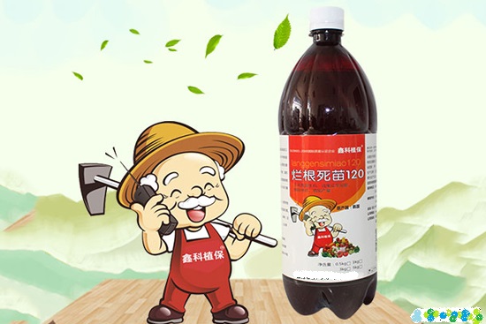 西瓜枯萎病属于真菌还是细菌,西瓜打蔫又不是枯萎病怎么回事