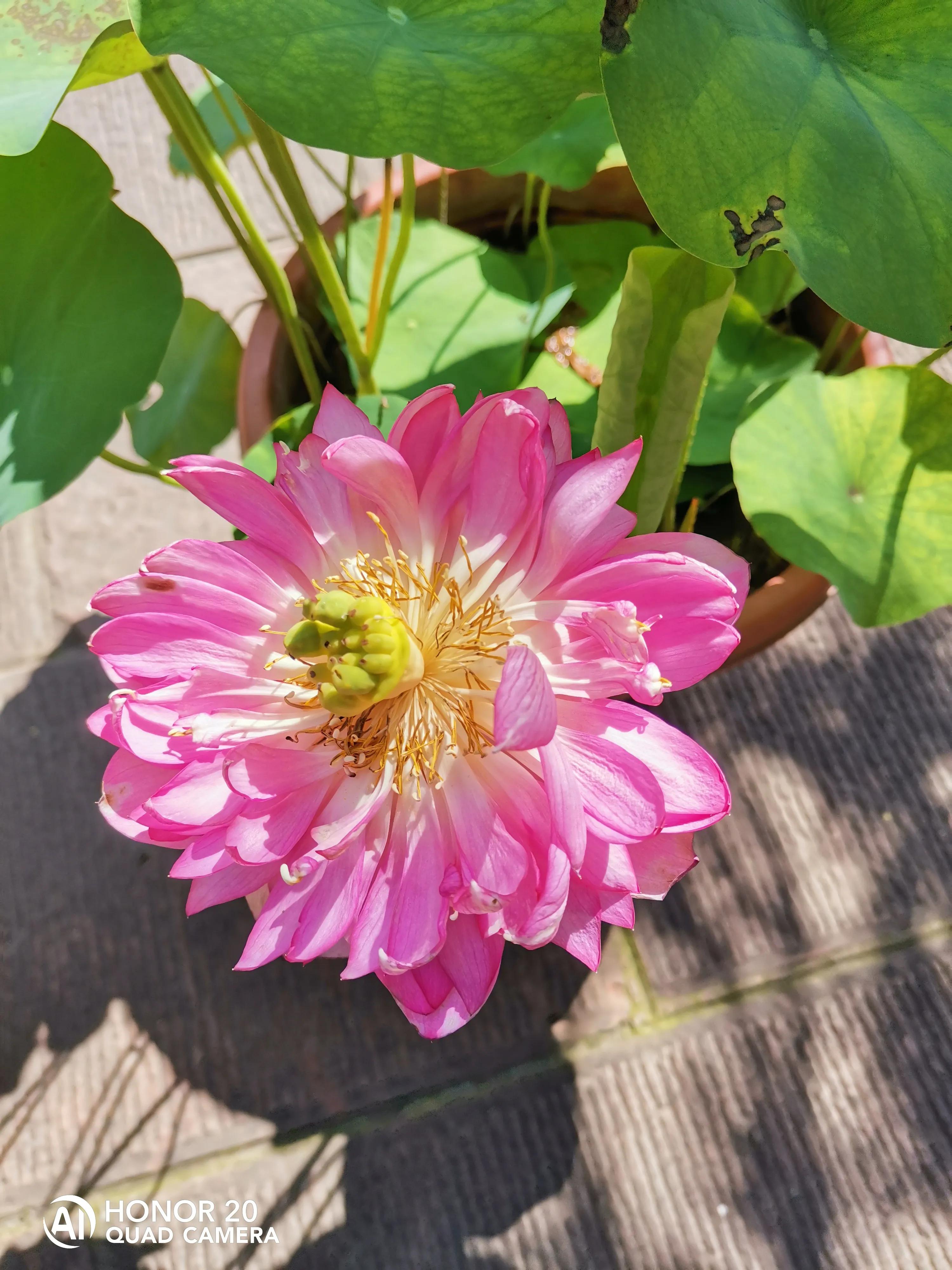 蝴蝶飞采花蜜,蝴蝶自由自在采花蜜