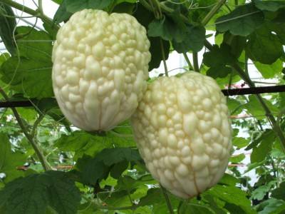 赚钱新项目1-2万块,有没有最好的农业种植项目