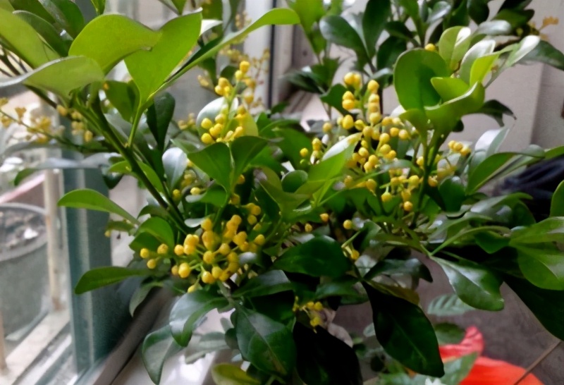 米兰花冬天怎么修剪,米兰花冬天扦插繁殖