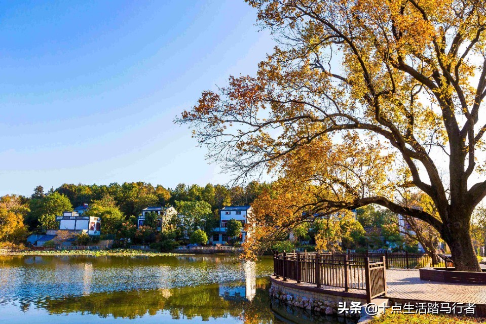 花的世界,鸟的天堂——木兰花乡