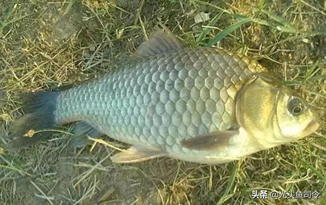 小区门口开渔具店,渔具店的黑心案例