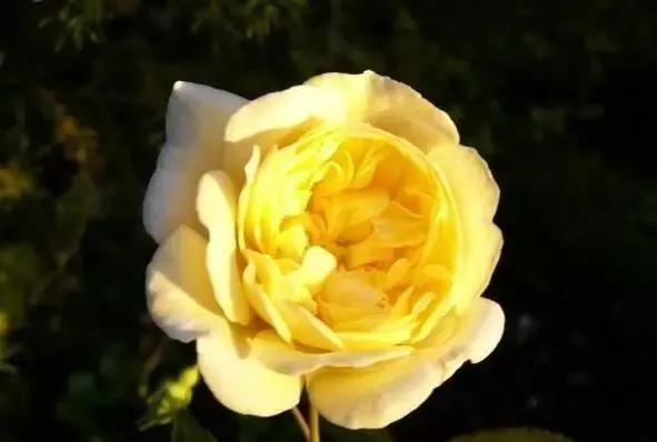 每天学习一点点——100种玫瑰品种科普