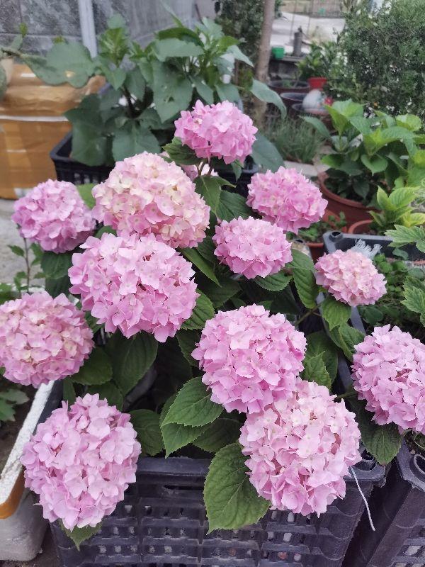 扦插花的快速生根法,哪些花卉可以用扦插的方法插活