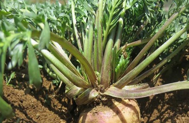 人工种植玛卡地方,小兴安岭榛子种植