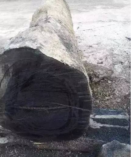 四川出土金丝楠阴沉木,金丝楠阴沉木出土现场