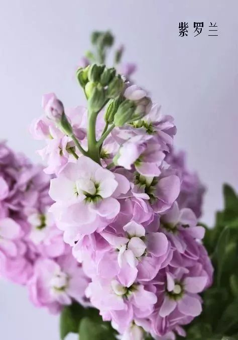 鲜花店常见花材品种大全,花店里同款的两种不同价格的花材