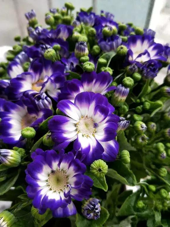 怎样才能让瓜多结果,怎样让瓜类多结瓜