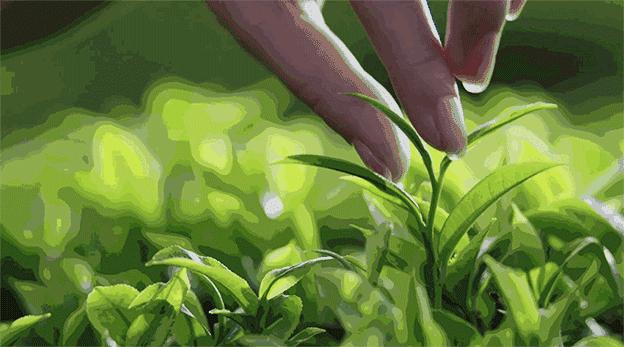 雅顿绿茶身体乳按压款真假辨别,雅顿身体乳绿茶好用吗