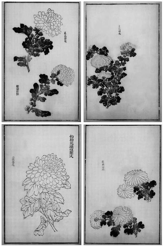 菊花写意画法100幅,简单的写意菊花画法