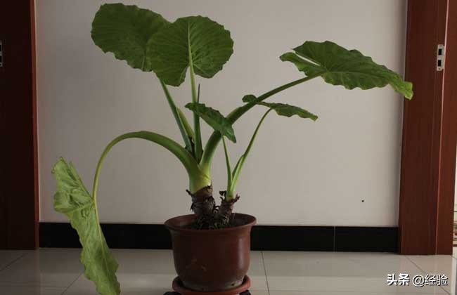 山里的滴水观音盆栽,滴水观音盆栽效果图