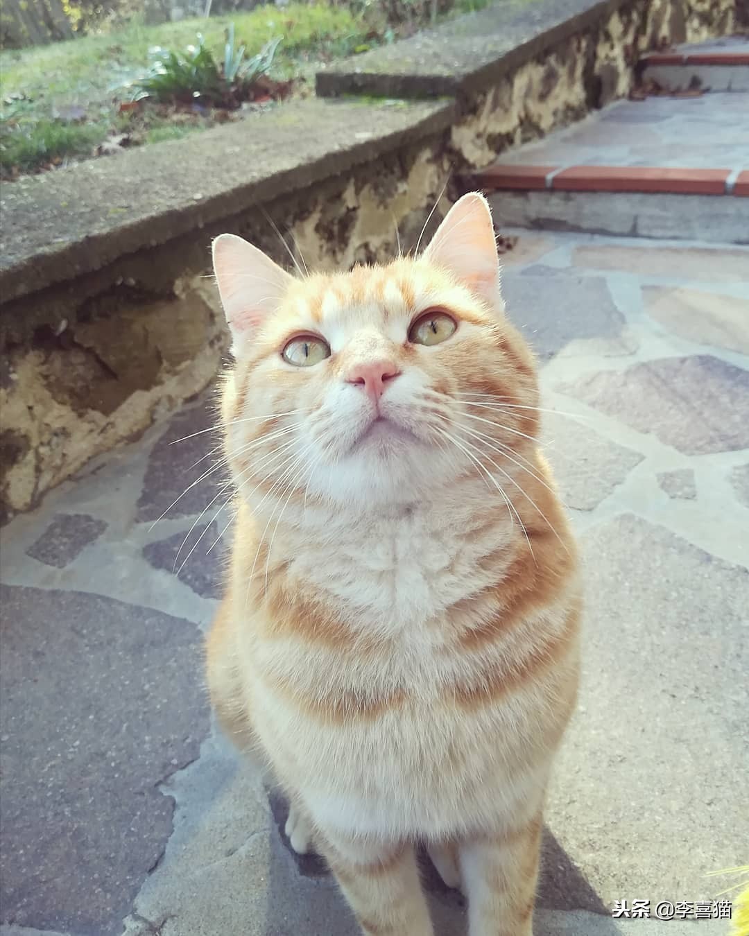 猫咪过冬湿粮怎么办,猫咪过冬空调开多少度