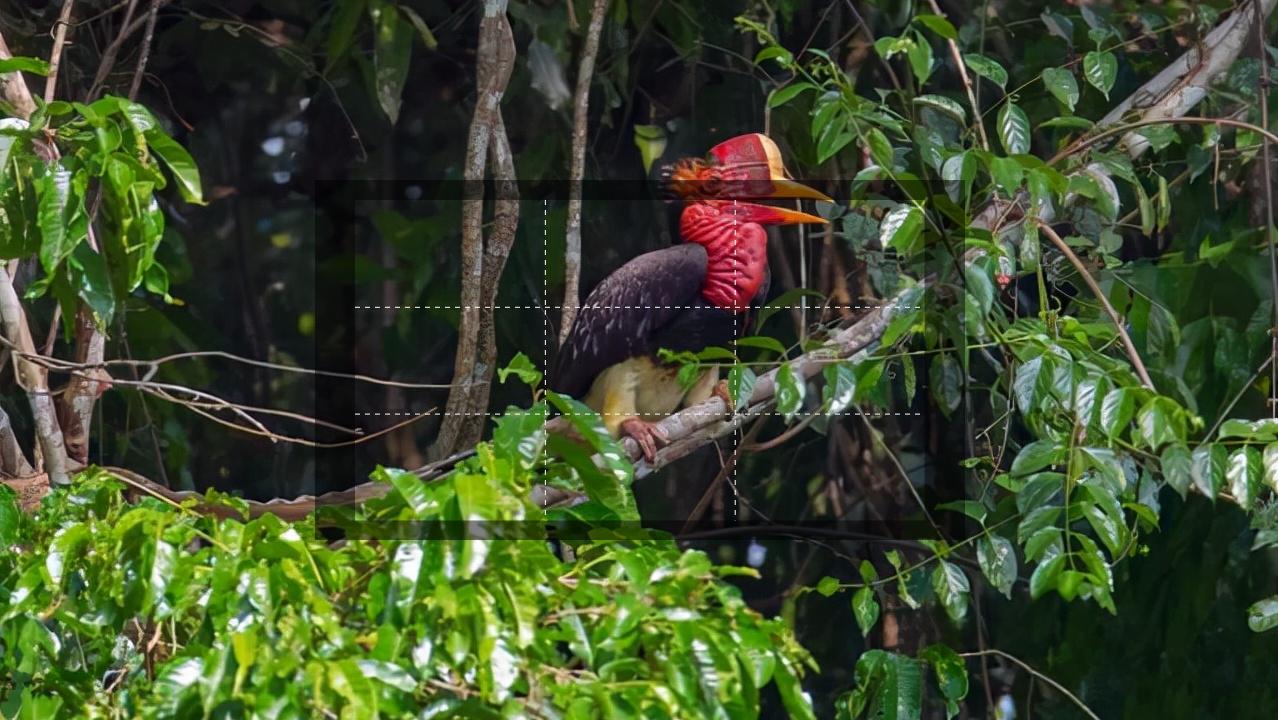 头骨最值钱鸟,头骨很珍贵的鸟