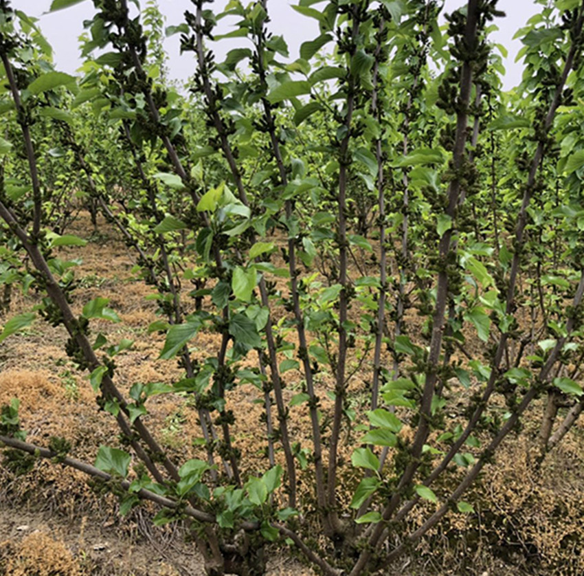 桑葚果的价格多少一斤,桑葚果种植