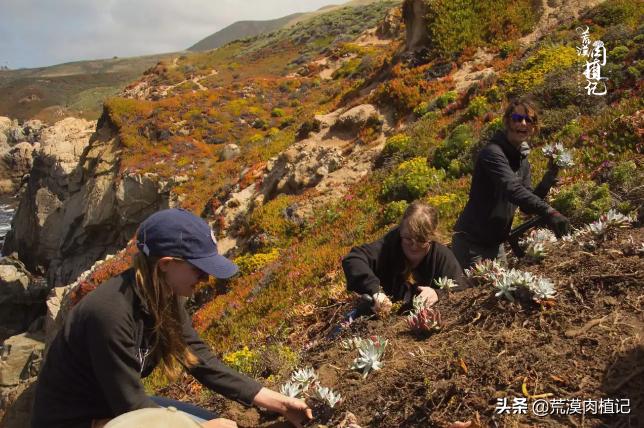 美国加州海岸仙女杯偷盗,美国加州仙女杯产业