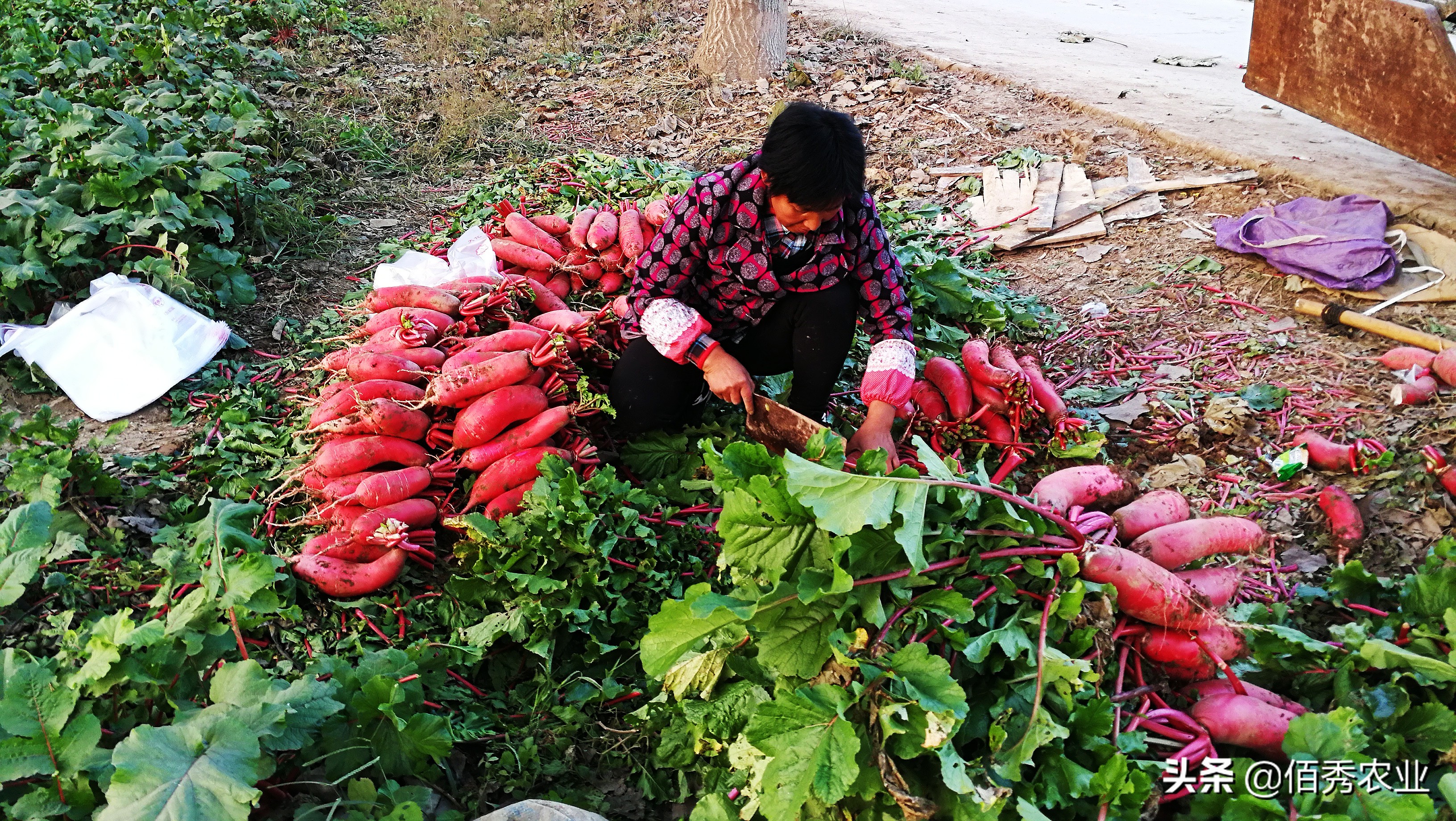 大白菜虫用什么药防治,不用农药蔬菜治虫方法