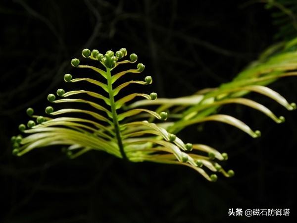 植物进化历程之藻类,藻类植物进化历程