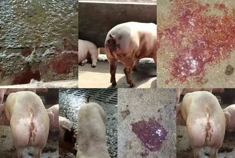 仔猪拉稀有稀粪便还有饲料,仔猪拉水泥颜色粪便怎么治疗