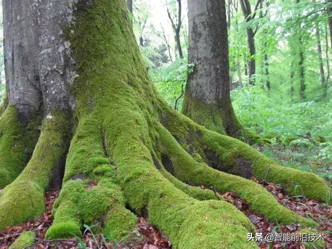 神奇“树联网”，地球本身是一个巨大的超生物体