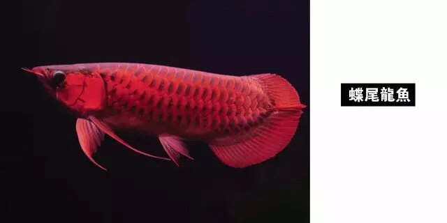 龙鱼混养品种推荐,龙鱼品种大全