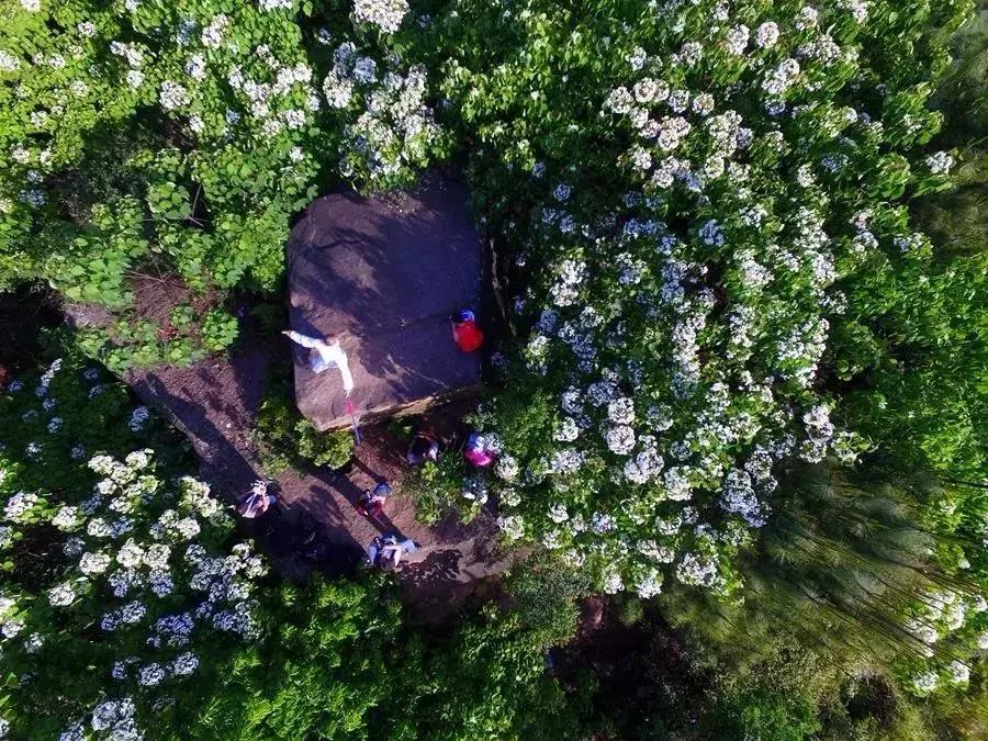 再过2天!仁寿森林音乐节来了,桐子花开满山头,粉白若雪!