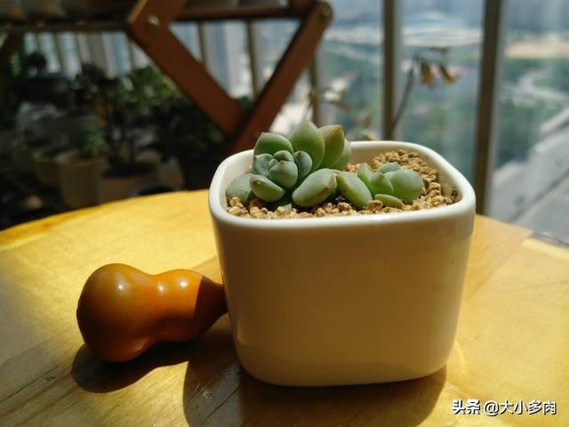 多肉爆侧芽怎么处理？看完这三种方法，你心里就有数了