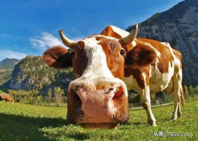 旅游风景视频阿尔卑斯山,旅游风光阿尔卑斯山脉