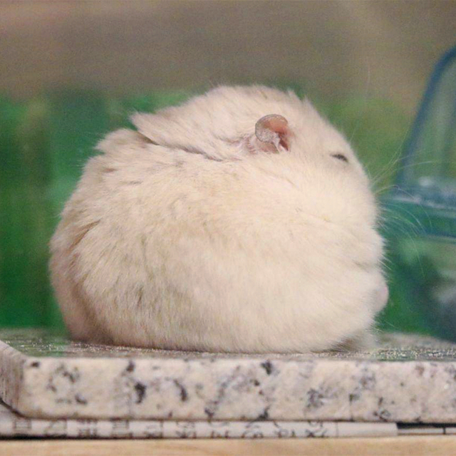 仓鼠中暑没心跳了怎么办,仓鼠怎么防中暑