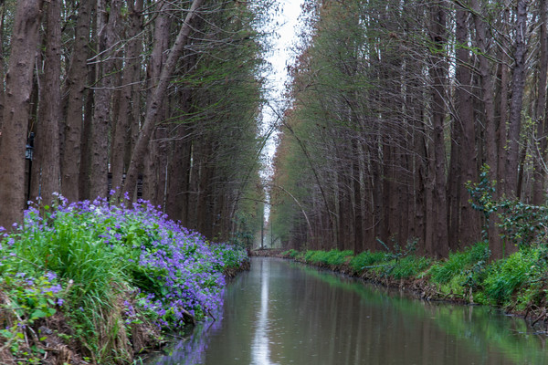 踏春赏花正当时，打卡千垛水上油菜花！玩转兴化景点美食全攻略