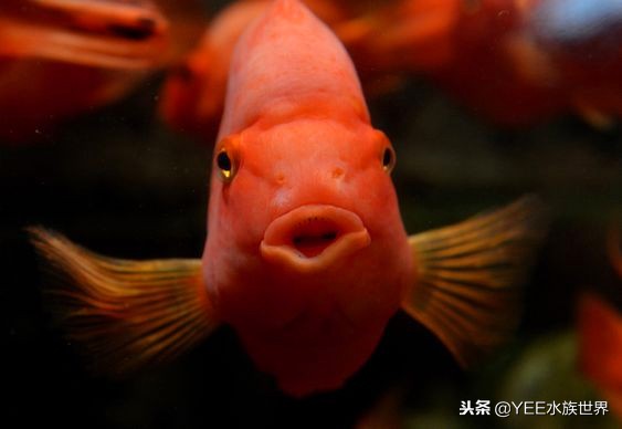 费尽了心思和精力,费尽了所有的心思