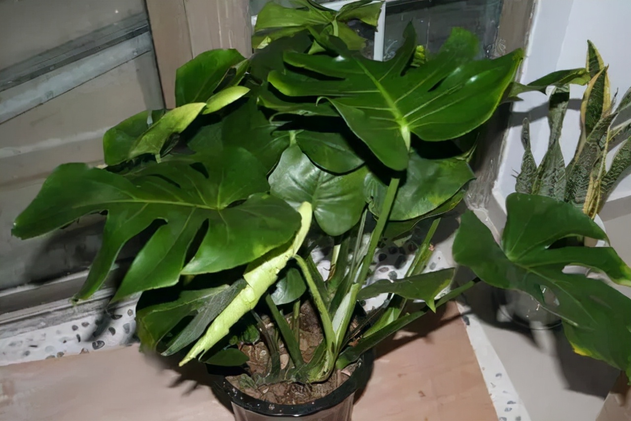 新房装修好什么植物去甲醛最好,家里种什么吸甲醛最好