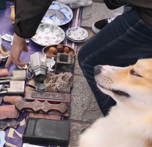 狗狗冲撞古玩摊，撞碎3只瓷器，主人：狗赔给你