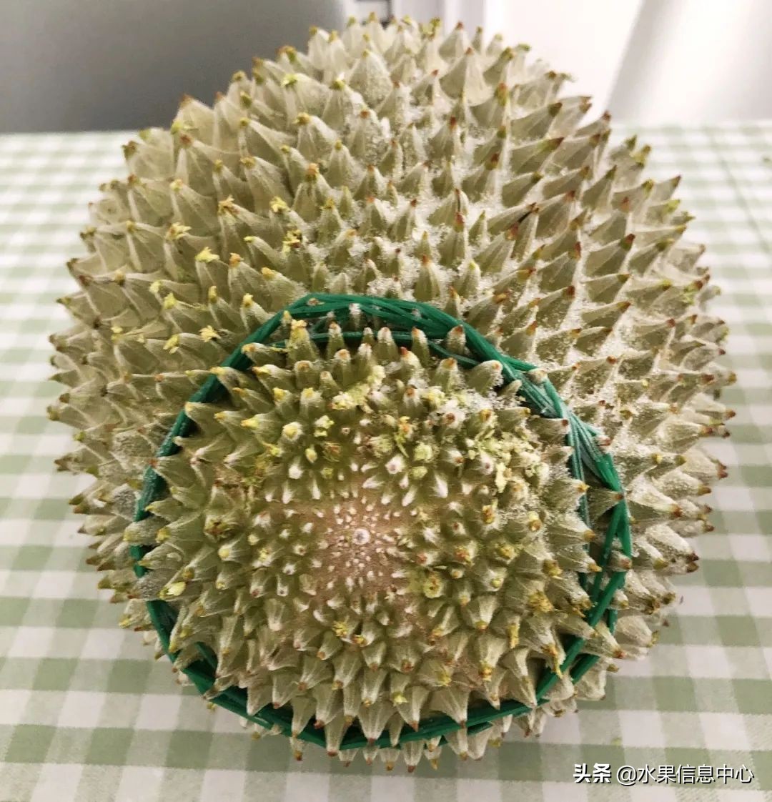 托曼尼猫山王榴莲价格,泰国托曼尼榴莲和猫山王区别