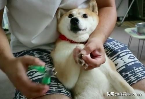 主人被狗吓到,主人被吓到了狗狗什么反应