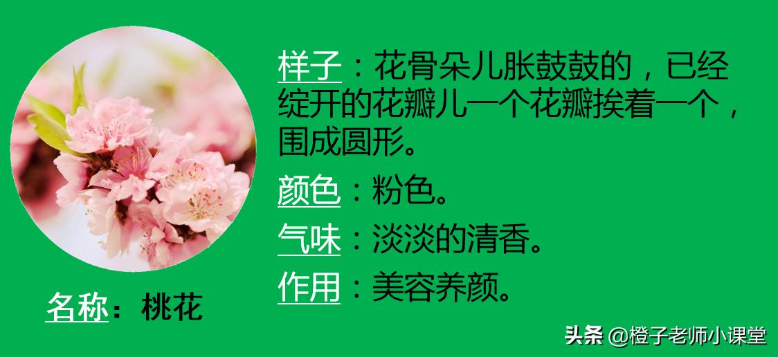 作文300字三年级下册我的植物朋友,我的植物朋友三年级下册300字桃花