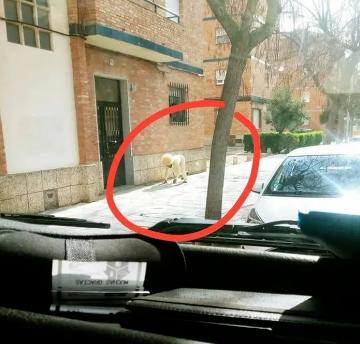 憋疯的外国网红在干嘛？玩尬舞、枕头挑战，还有裸体女友！