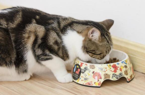 猫咪打441怎么才能不反抗,猫咪不喜欢主人亲近但是不反抗