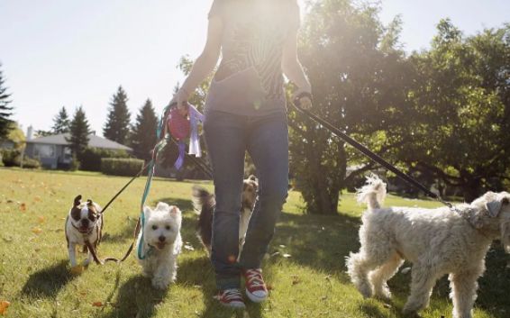 我有一份鸡排，你能帮我“代吃”一下吗？