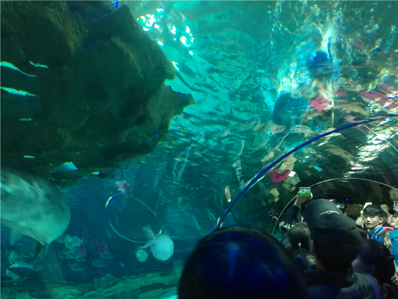 富国海底世界京津冀,游富国海底世界